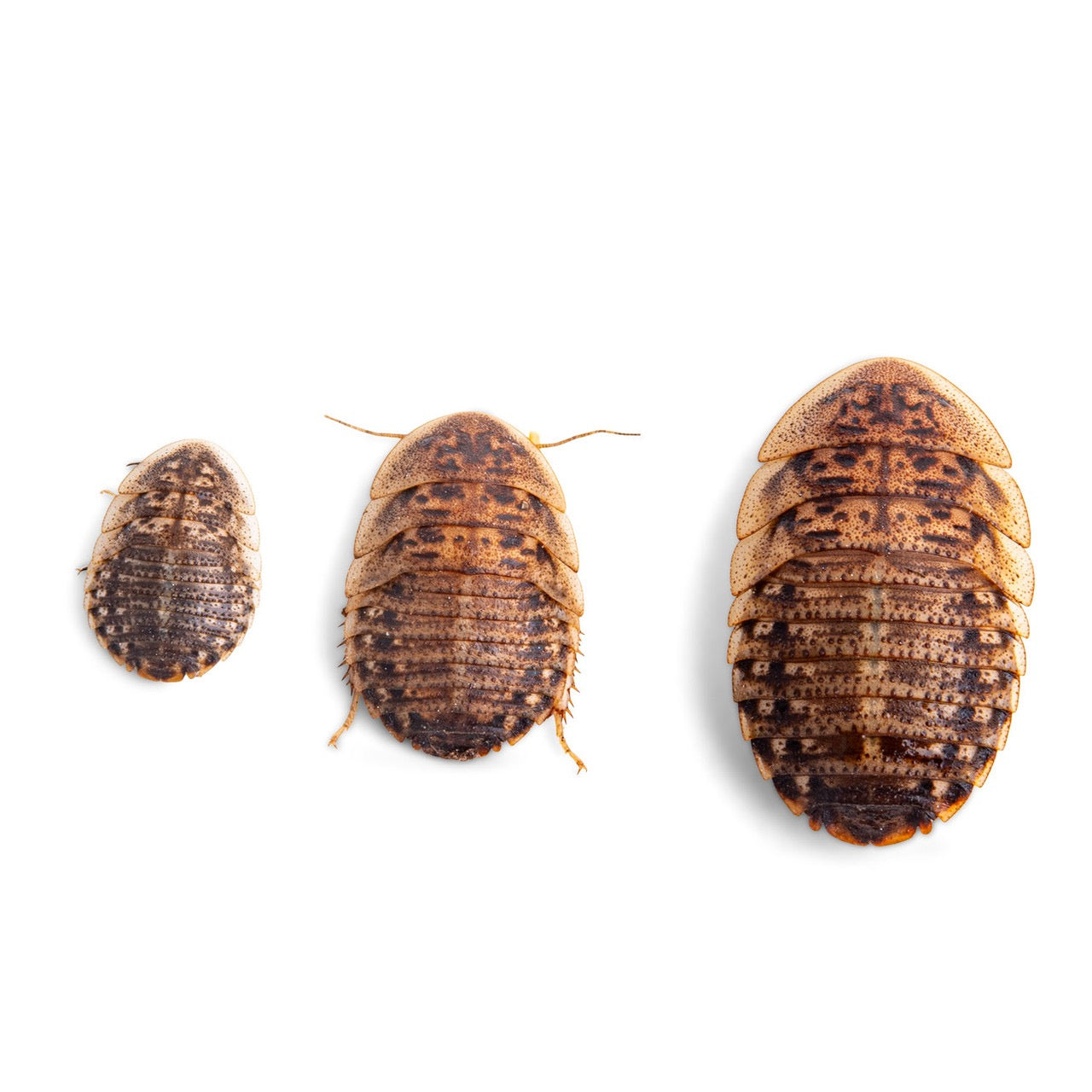 Dubia Roaches