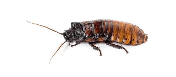 Hissing Cockroach