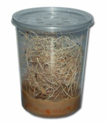 Fruit Flies - Wingless Melanogaster Culture