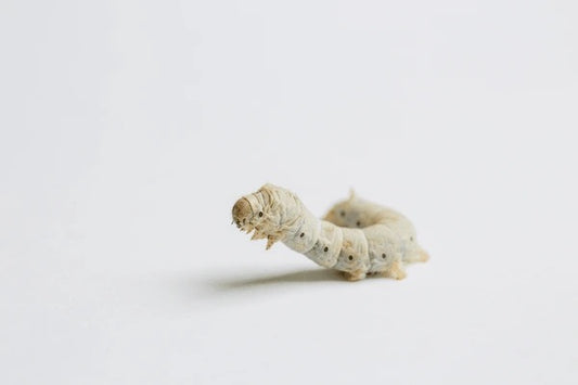 Live Silkworms