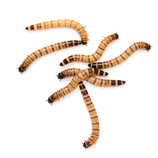 Superworms