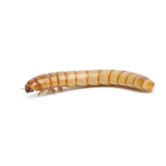 Mealworms